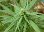 【京都】小６男児大麻吸引問題で、兄（１７）を現行犯逮捕！