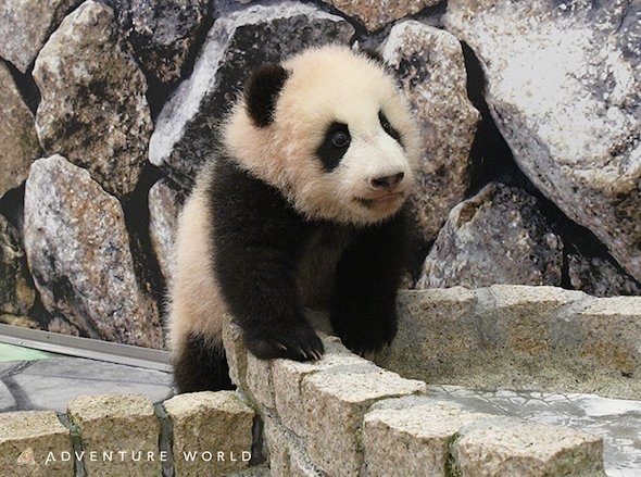お母さんパンダ「良浜」と「楓浜（ふうひん）」（画像提供：アドベンチャーワールド）