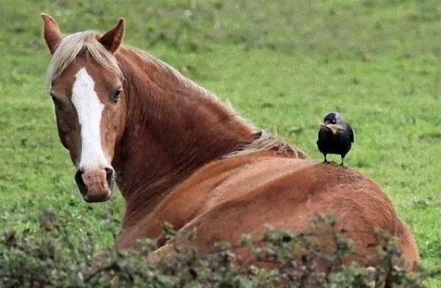 crowsnanimals2_e