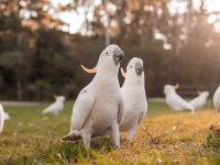 人間の言葉を覚えた鳥は、仲間の鳥にその言葉を教えることが判明