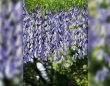 藤の花にしか見えないけど...近づくと〝まさかの正体〟　「言われなきゃ分かんない」と7000人驚がく