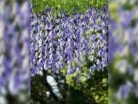 藤の花にしか見えないけど...近づくと〝まさかの正体〟　「言われなきゃ分かんない」と7000人驚がく