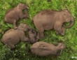 こんな動画だけ見ていたい！赤ちゃん象を守るため寝ている間も鉄壁のフォーメーションを組む家族