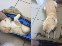 だってパンツが好きなんやもん～！トイレ中飼い主のパンツに潜り込むのが好きな犬の成長記録