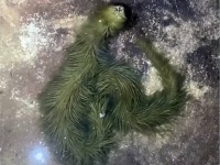 これが最終形態なのか？緑色のもふもふのヘビが発見される