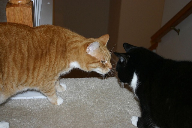 画像はイメージです（bnilsenさん撮影、Flickrより）