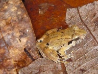 世界最小の牙の生えたカエルの新種を発見。オスが卵を守る珍しい生態