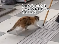 おじいさんの杖で猫が釣れるわけな...それが釣れるんだな、トルコならね