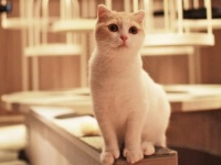 「ごはんタイム」に萌死！　子猫がいっぱい猫カフェ「MoCHA」