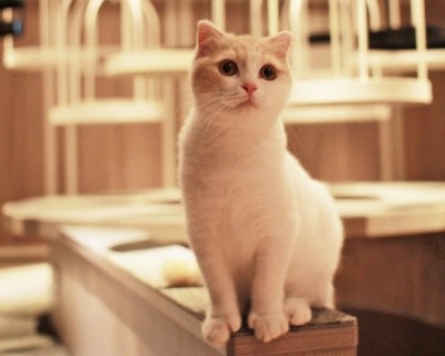 「ごはんタイム」に萌死！　子猫がいっぱい猫カフェ「MoCHA」