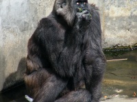 東山動植物園のゴリラ。記事とは無関係です（Emran Kassimさん撮影、Flickrより）