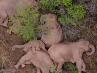 かわよかわよ。寄り添ってお昼寝する15頭の象の群れを上空から撮影