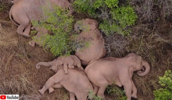 かわよかわよ。寄り添ってお昼寝する15頭の象の群れを上空から撮影