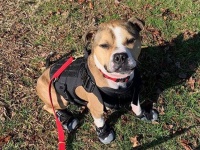 闘犬組織から救出されたピットブル、アメリカ初の放火探知犬に