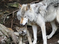 世界初、ホッキョクオオカミのクローンが誕生。ビーグル犬が代理母