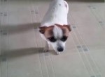 名演技！　殴られたフリをするのが上手すぎる犬
