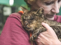ひどい感染症で誰も触ろうとしなかった子猫。保護されて1年後、今ではこんな立派な猫に(アメリカ)
