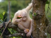 野生に戻された世界で唯一の白いアルビノ・オランウータン。その後、元気に暮らしている姿がとらえられる