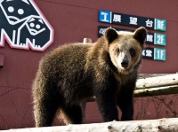 のぼりべつクマ牧場（Kinden K さん撮影、Wikimedia Commons