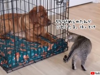 犬が教わったことは全てできる猫、犬をケージから脱出させる