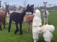 仲間？仲間？アルパカのぬいぐるみに対するアルパカの反応