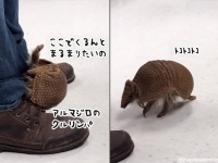 世界一かわいいアルマジロのクルリンパ。園長先生のズボンにくるん、ぬいぐるみにくるん