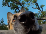 GoProを飼い主から奪った犬。そのカメラに記録されている姿が可愛すぎる