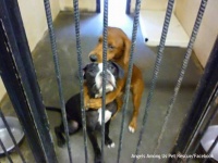 安楽死直前にギュッと抱き合った2匹の犬、SNSでその姿がシェアされ危機一髪で殺処分を免れる
