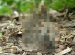 【閲覧注意】“死者の指”と呼ばれる怪しげなキノコ…　グロいんすけど…