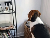 亡くなった親友の写真を見つめ、尻尾を振り続ける犬