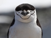 ヒゲペンギンの独特な睡眠法。4秒間のうたた寝を1万回繰り返して1日11時間睡眠を確保