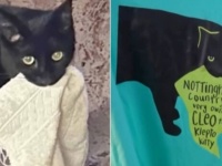 次は何を持って行くの？猫の窃盗常習犯、地域の人気者になり、自分のいたシェルターへの寄付を集めるようになる