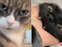 近づいたらダメな気がする…？不穏なオーラを身にまとうキケンな猫たち総集編