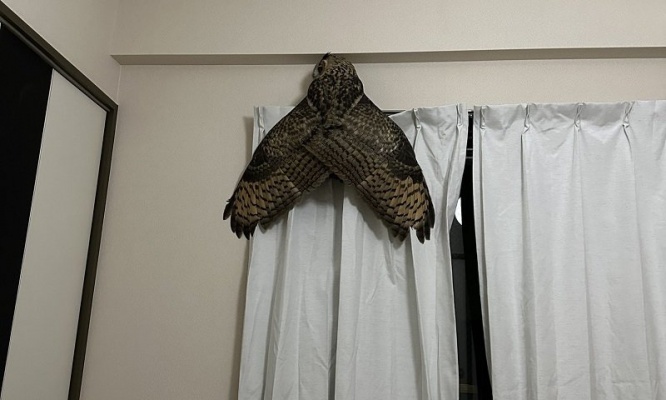 家の中に「超巨大昆虫」侵入！？　思わず叫び出しそうな「衝撃的光景」激写される→正体はあの動物