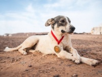 世界一過酷と言われている「サハラマラソン」に自主参加した犬。砂漠地帯を約161km以上も走りつづけメダルを授与。