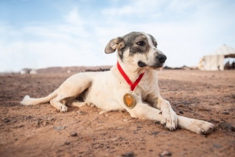 世界一過酷と言われている「サハラマラソン」に自主参加した犬。砂漠地帯を約161km以上も走りつづけメダルを授与。