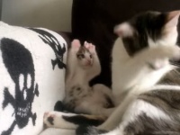 和みの空間。子猫が母猫の真似をしてお顔をゴシゴシ