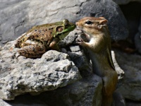 動物たちのユーモラスな仕草に思わずにんまり。2016年「コメディワイルドライフ・フォトグラフィー・アワード」の選考写真