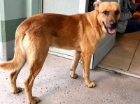 84歳男性が行方不明に。救助隊をおじいさんの元へ導いたのは愛犬だった