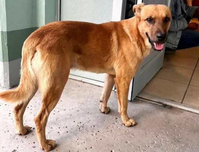 84歳男性が行方不明に。救助隊をおじいさんの元へ導いたのは愛犬だった