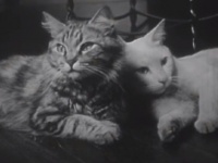 なんと1947年に撮影された猫動画が話題に！頑張るパパとママ、出産～育児のプライベートライフ（出産シーンあり）