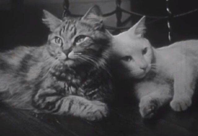 なんと1947年に撮影された猫動画が話題に！頑張るパパとママ、出産～育児のプライベートライフ（出産シーンあり）