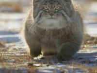 「世界一不機嫌な顔の猫」お腹を空かせて雪の中を彷徨うマヌルネコのハンティング