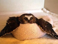 羽を広げてリラックスしているフクロウがかわいいのでコラ職人がんばる