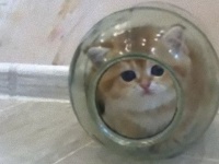 犬が来た！しぽっとガラス瓶に隠れる子猫