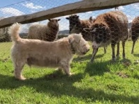 もう一歩も引かないよ！「世界で一番ダメな牧羊犬」と言われたネルソンくん、たくましく成長する