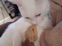 猫の飼い主とトカゲの飼い主が結婚した。出会った瞬間から猫とトカゲも恋に落ちた。異種間愛情物語。