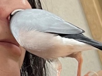 飼い主の〝穴〟に頭ごとズボッ　衝撃的な光景に8.3万人爆笑「お茶フイタ」「入りたくなるよね」