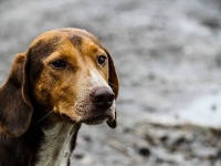 6匹の子犬たちを救う為、走行中の車に近づき必死に助けを求めた母犬