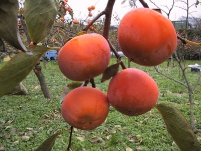 【週末のおでかけ】大地の恵みを自分の手で収穫！　秋の味覚狩りスポット5選